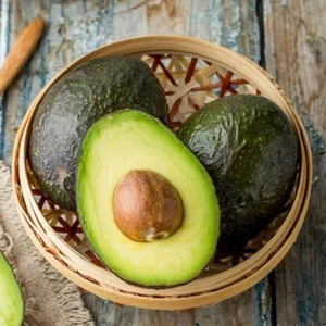 High quality avocado Persea americana fruits for sale