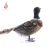 Import High quality beautiful natural feather pheasant for garden decoration from China