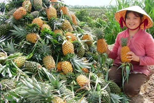 High quality Canned Queen Pineapple from Vietnam