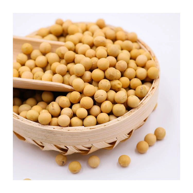 High Quality Export Crop Soya Soybean Beans
