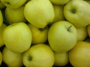 High quality export premium juicy and sweet Golden delicious Apple