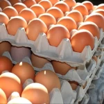 High Quality Fertile Hatching Chicken Egg/Fresh Chicken Table Eggs