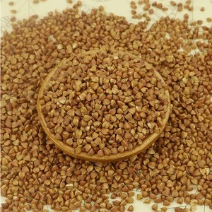 high quality raw buckwheat roasted buckwheat price