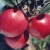 Import High quality  red delicious fruit fresh huaniu apples from China