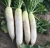Import Hot sale  and high growth rate plant seed/white Radish Seed For Growing from China