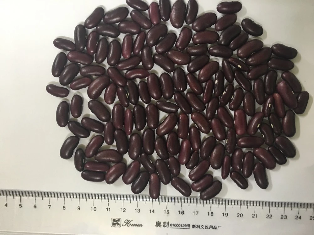 HOT SALE RED KIDNEY BEANS FROM VIETNAM
