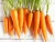 Import Hot sale South Africa fresh Organic carrot with export quality from South Africa