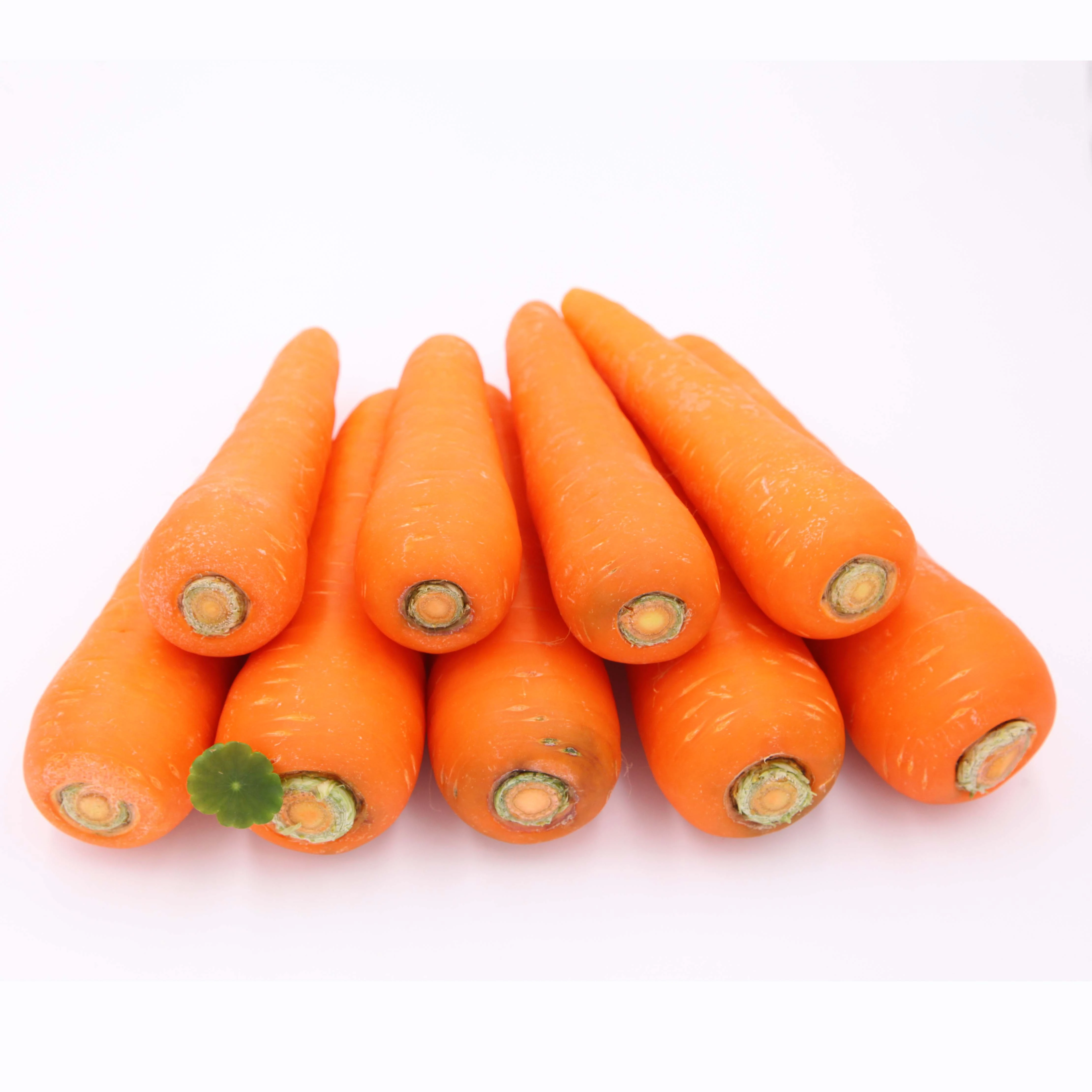 Hot Selling chinese New Crop sell sell fresh carrot
