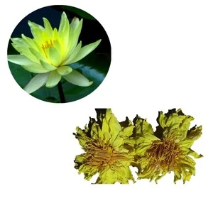 Huang lian hua High quality Dried Organic herb medicine yellow lotus flower tea