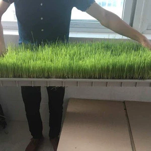 hydroponic plastic grow trays, propagation nursery flat trays