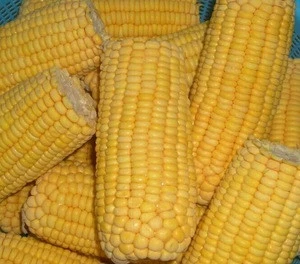 IQF frozen chinese yellow corn sweet corn on cob