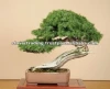 Japanese Bonsai Tree for Garden Ornament