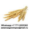 Kazakhstan Barley Grain wholesale