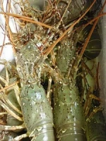 Live Lobster