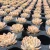Import Lovely cheap ornamental plants natural succulent plant with high quality from China