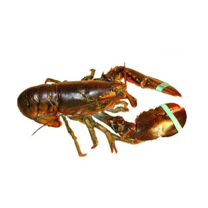 Malaysia Import Premium Quality Frozen Lobster