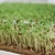 Import Micro-Mats Hydroponic Grow Pads for Wheatgrass &amp; Seed Germination from China