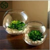 most popular manufacture fish bowl glass and ball shaped glass vase on wholesale
