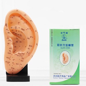 New big ear anatomical model 22cm Ear Acupuncture Point Model for Traditional Chinese Medical Learning