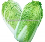 new crop chinese long cabbage for sale