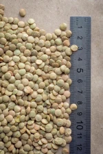 New crop Quality whole & split Red lentils