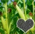 Import Npk organic carbon compound fertilizer from China