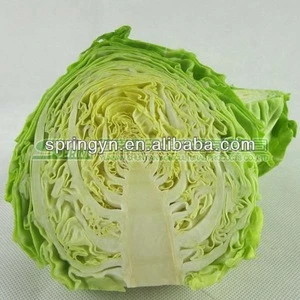 Organic Fresh green cabbage from china