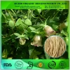 organic pilose asiabell extract / pilose antler extract