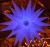 Import Party decoration indoor inflatable advertising led star,large sea urchin with LED from China