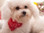 Pet supplies/clothing wholesale, pet collar/scarf/triangular binder,puppy saliva towel, dog&amp;cat adornment/costume