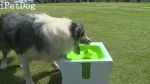 Pet Toys Eco Friendly Tennis Ball Launcher Training Pet Puppy Toy for Funny Elastic Dog Ball for Mini & Mild Sized Dog