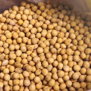 Premium Quality Organic Soybean / Soya bean / Soybeans Seeds