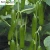 Import Quality High Yield Hybrid F1 Green Cucumber Seeds from China from China