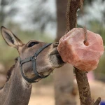 Quality Salt Licks for Animals, Donkey Salt Licking