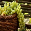 Red Sweet grapes