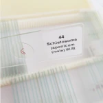 Schools and Institutes Resources 25pcs Human Histology Prepared Slides