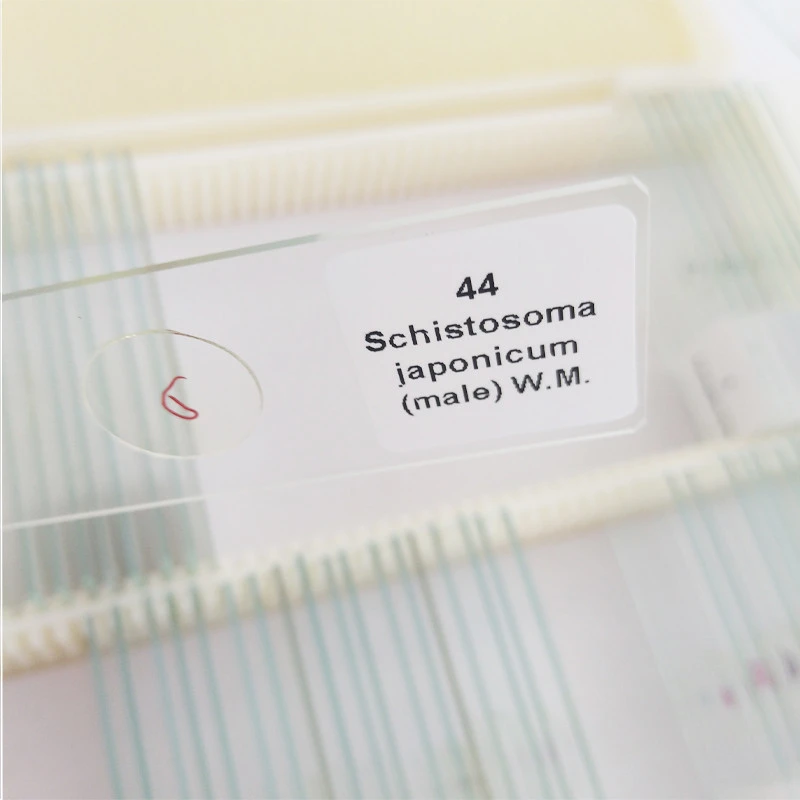Schools and Institutes Resources 25pcs Human Histology Prepared Slides