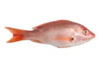 Seafood Best Taste And High Quality Frozen Red Meat Tilapia Fish With Good Price Only This Summer Made in Vietnam 2021