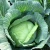 Import Seasonal cabbage, export package vegetables,export cabbage from China