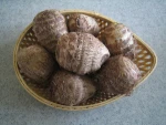 Small Taro / Colocasia esculenta Corm