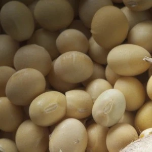 Soybeans ,Non gmo yellow soybean