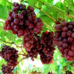Sweet fresh red Red grape/Green grape/Cheap Price