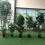 Import TH-15 Hot wholesale artificial ficus bonsai trees plastic faux fiddle leaf fig tree from China