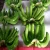 Import top supplier: Hkvimex Vietnam supplier fresh banana from Vietnam