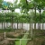Import Ts irrigation designed drip irrigation system for tree in watering kits from China