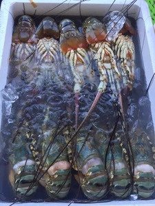 Viet Nam fresh lobster