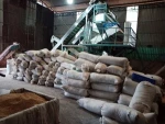 VIETNAM LATEST SEASON BEST PRICE R2 SCREEN 13 ROBUSTA GREEN COFFEE BEAN