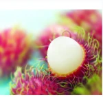 Vietnam Rambutan Fruit
