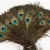 Import Wholesale Cheap Natural Color Peacock Feather With Eyes For Decorations from China