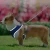 Import Wholesale Fashion dog clothes Breathable for exercise from China